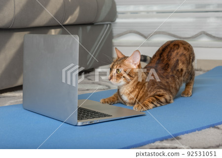 A domestic cat is doing yoga on a mat near a laptop. 92531051