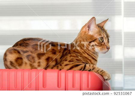Bengal cat lies on a red suitcase. 92531067