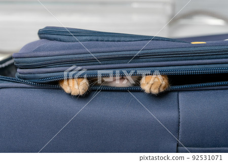 Close-up of a Bengal cat hiding in a suitcase. 92531071