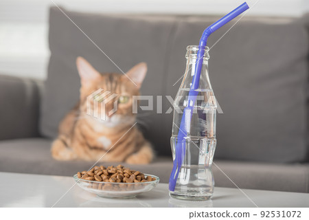 Cute bengal cat with food and water resting on the sofa at home. 92531072