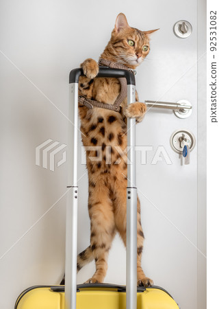 Funny Bengal cat in a harness holds the handle of a suitcase. 92531082