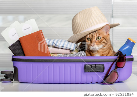 Funny cat in a suitcase with glasses, passports, tickets and clothes. 92531084