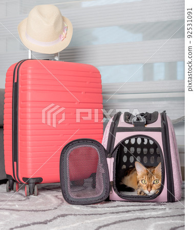 The domestic cat lies in a carrier next to the suitcase. 92531091