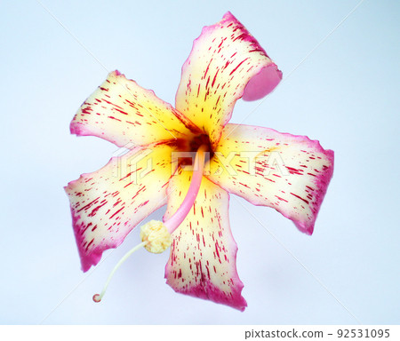Cotton tree flower Ceiba speciosa close up. Gorgeous pink yellow flower like a lily isolated on white macro. 92531095
