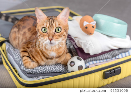 A beautiful cat sits in a travel suitcase with things inside. 92531096