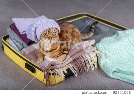 A cat in a hat in a suitcase with warm clothes. A cat in a hat in a suitcase with warm clothes. 92531098