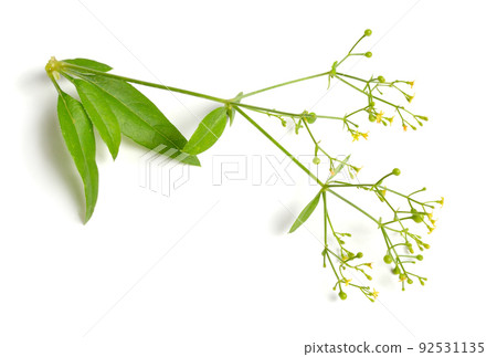 Rubia tinctorum, the rose madder or common madder or dyer's madder. Isolated on white background 92531135