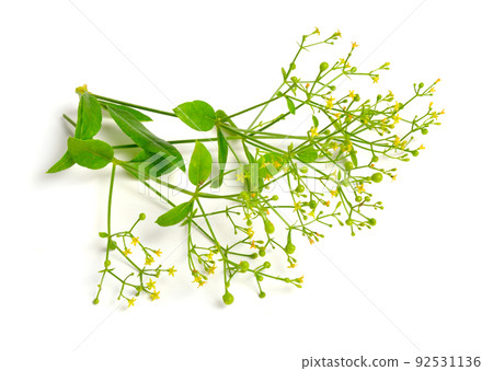 Rubia tinctorum, the rose madder or common madder or dyer's madder. Isolated on white background 92531136