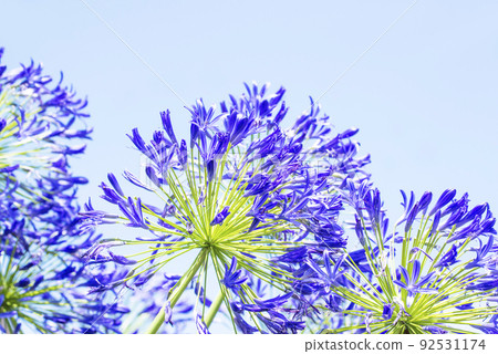 百子蓮紫君子蘭夏花夏圖片 92531174