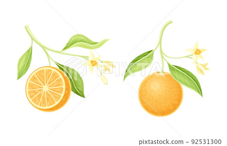 Bright Orange Citrus Fruit Tree Branch with Blooming Blossoms Vector Set Bright Orange Citrus Fruit Tree Branch with Blooming Blossoms Vector Set 92531300