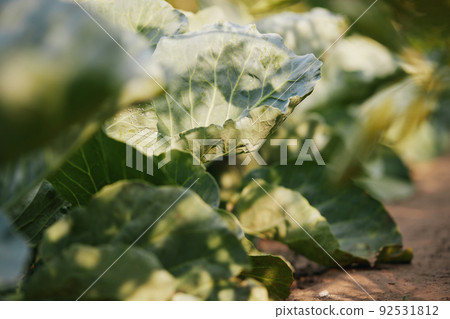 Rows of fresh cabbage plants in the garden Rows of fresh cabbage plants in the garden 92531812