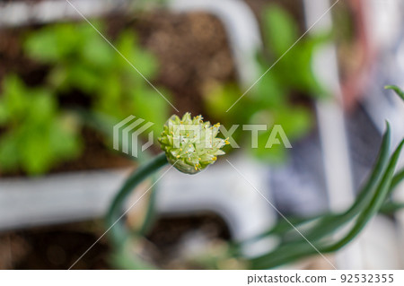 Closeup of the single flower of a leek in full bloom. 92532355