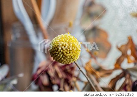 When all petals have fallen, a yellow husk with seeds is all that is left. When all petals have fallen, a yellow husk with seeds is all that is left. 92532356