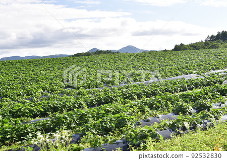 拍攝北海道淺草町夏季紅薯田的景色 拍攝北海道淺草町夏季紅薯田的景色 92532830