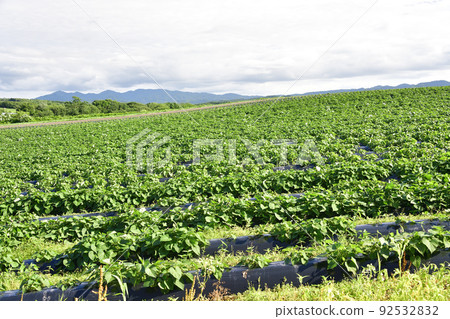 拍攝北海道淺草町夏季紅薯田的景色 92532832