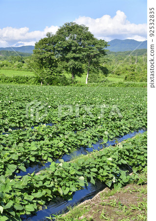 Photographing the scenery of a sweet potato field with lush foliage in Assabu-cho, Hokkaido in the summer 92532835