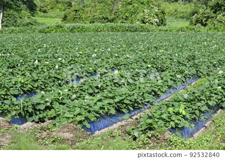 Photographing the scenery of a sweet potato field with lush foliage in Assabu-cho, Hokkaido in the summer 92532840
