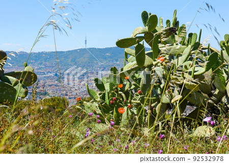 Prickly green cactus grows on lush meadow grass on sunny day 92532978