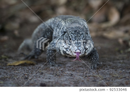Argentine Black and white Tegu Lizard,Pantanal,Brazil 92533046
