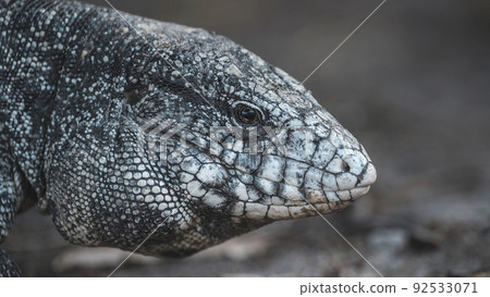 Argentine Black and white Tegu Lizard,Pantanal,Brazil 92533071
