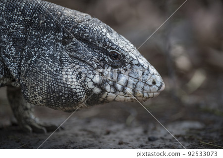 Argentine Black and white Tegu Lizard,Pantanal,Brazil 92533073