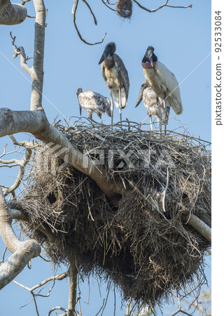 Nest of jabiru with chicks, Pantanal, Brazil 92533084