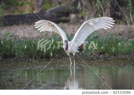 Jabiru taking off,Pantanal, Brazil Jabiru taking off,Pantanal, Brazil 92533090