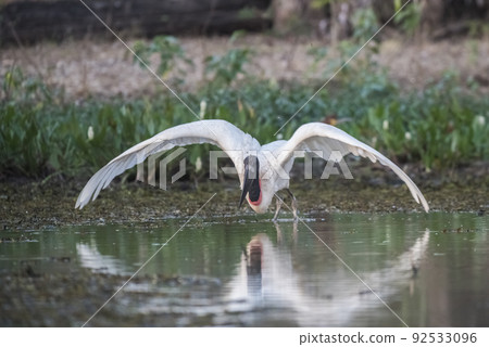 Jabiru taking off,Pantanal, Brazil 92533096