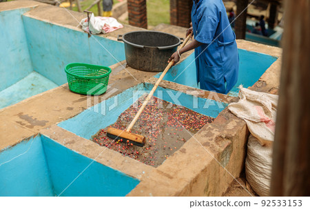 Red berries coffee bean process by small machine at farm Red berries coffee bean process by small machine at farm 92533153