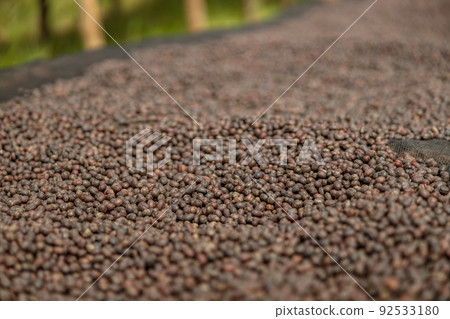 Large dried coffee beans on the table at farm 92533180