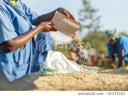 Cropped photo of farm worker pouring coffee beans from a bag Cropped photo of farm worker pouring coffee beans from a bag 92533181