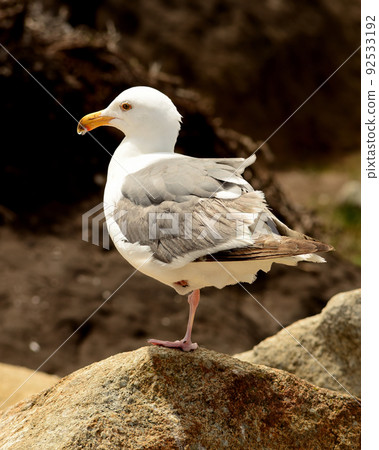 Western United States Seagull Western United States Seagull 92533192