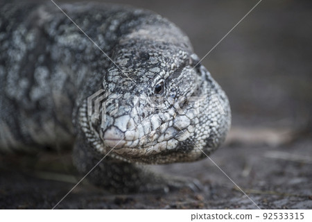 Argentine Black and white Tegu Lizard,Pantanal,Brazil 92533315