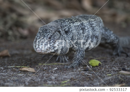 Argentine Black and white Tegu Lizard,Pantanal,Brazil 92533317