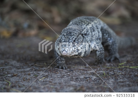 Argentine Black and white Tegu Lizard,Pantanal,Brazil Argentine Black and white Tegu Lizard,Pantanal,Brazil 92533318