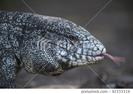 Argentine Black and white Tegu Lizard,Pantanal,Brazil Argentine Black and white Tegu Lizard,Pantanal,Brazil 92533319
