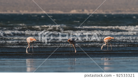 Flamingos feeding on a beach,Peninsula Valdes, Patagonia, Argentina 92533321