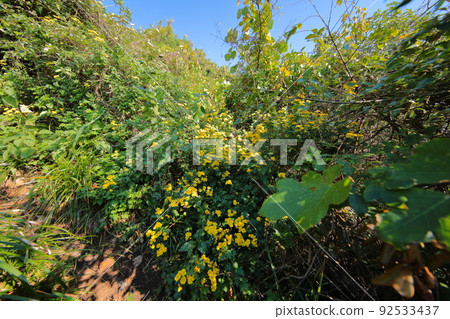 fangfish, coast, beach, Jeju, Seogwipo, coast, cliff, cliff, lava, rock, sea, pine, 92533437