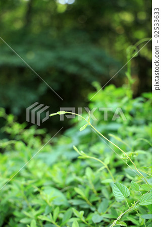 Image of environment, fresh green, green, nature, eco [July] 92533633