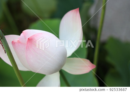 Kusatsu City, Shiga Prefecture, Aquatic Plants Park Mizunomori Scenery, Lotus Flower [July] 92533687