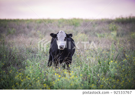 Steers and heifers raised with natural grass, Argentine meat production 92533767