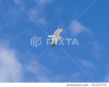 Sega gulls dancing in the blue sky Sega gulls dancing in the blue sky 92533778