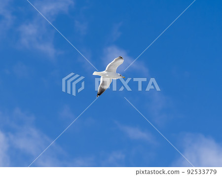 Sega gulls dancing in the blue sky Sega gulls dancing in the blue sky 92533779
