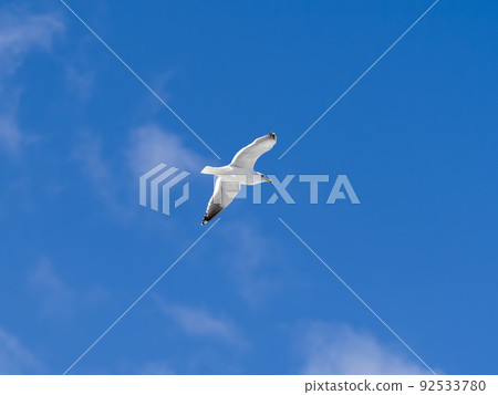 Sega gulls dancing in the blue sky Sega gulls dancing in the blue sky 92533780