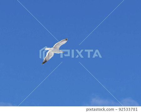 世嘉鷗在藍藍的天空中跳舞 世嘉鷗在藍藍的天空中跳舞 92533781