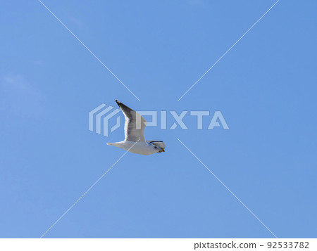 Sega gulls dancing in the blue sky Sega gulls dancing in the blue sky 92533782