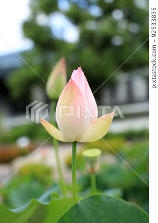 Kusatsu City, Shiga Prefecture, Aquatic Botanical Park Mizunomori Landscape, Water Lily Flower [July] 92533835