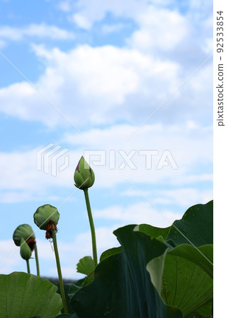 滋賀縣草津市水生植物園水森景觀，睡蓮花[7月] 92533854