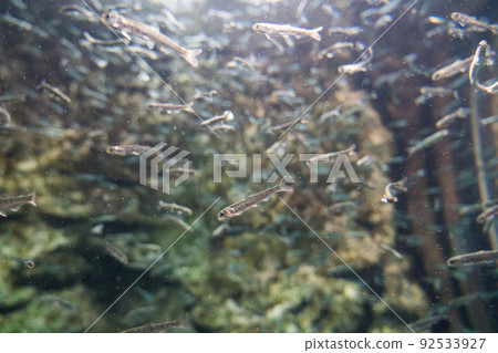 Salmon Hometown Chitose Aquarium (salmon fry) Salmon Hometown Chitose Aquarium (salmon fry) 92533927