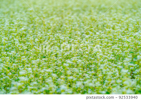 [Autumn material] Soba flowers bathing in the morning sun [Nagano Prefecture] 92533940